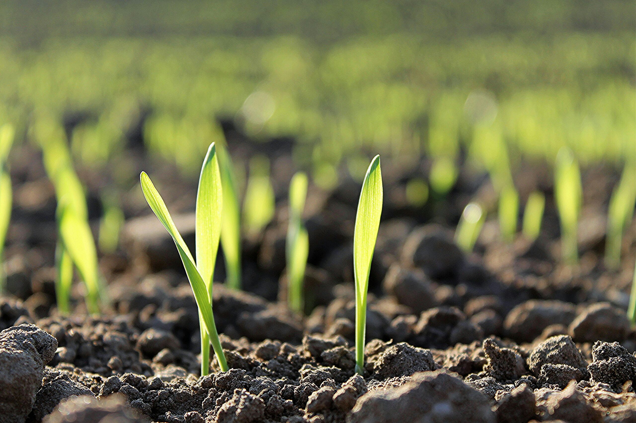 Close-up of young green sprouts growing in fertile soil during springtime.