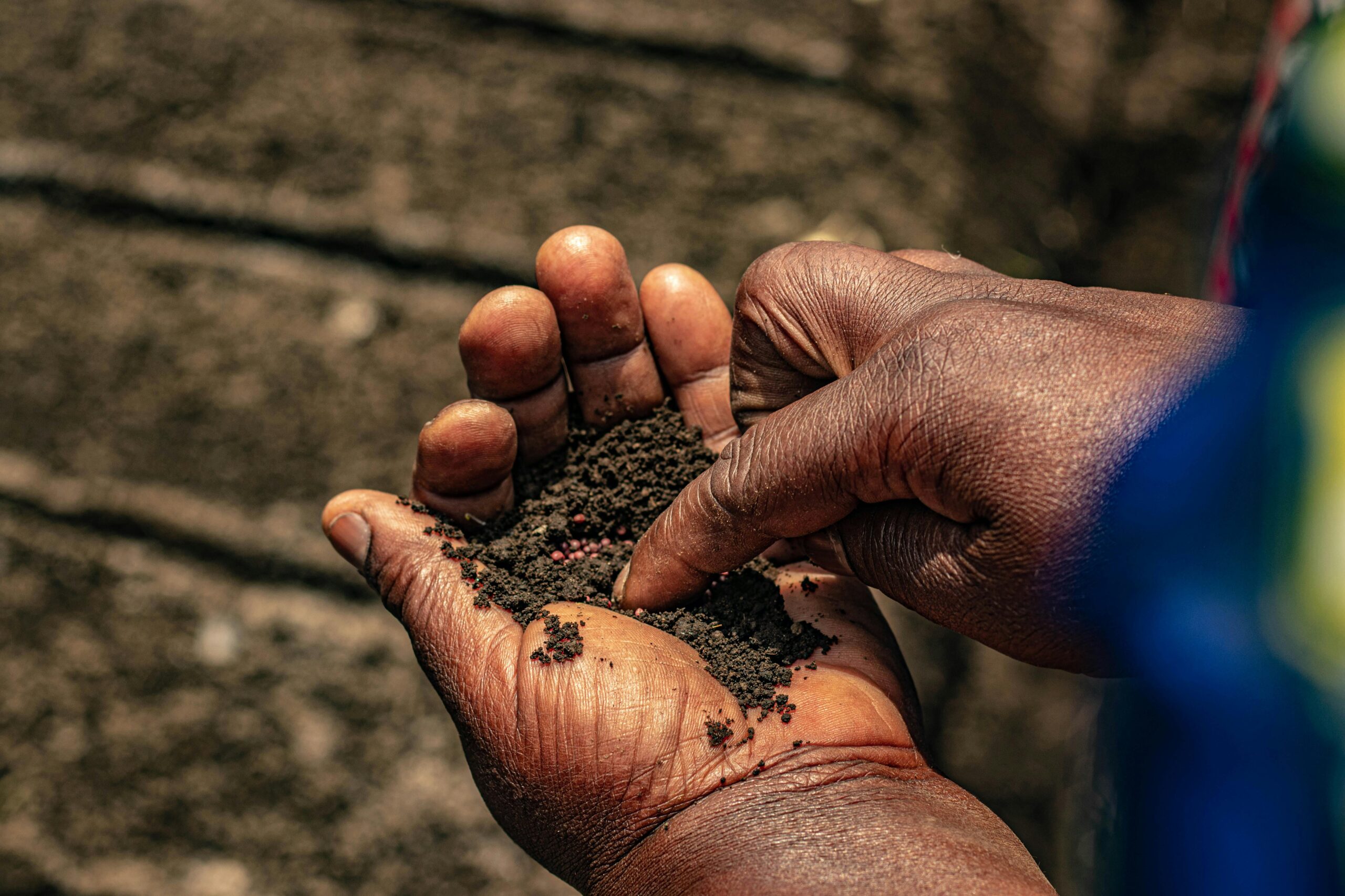 Elderly hands holding soil with seeds under sunlight, symbolizing growth and agriculture.