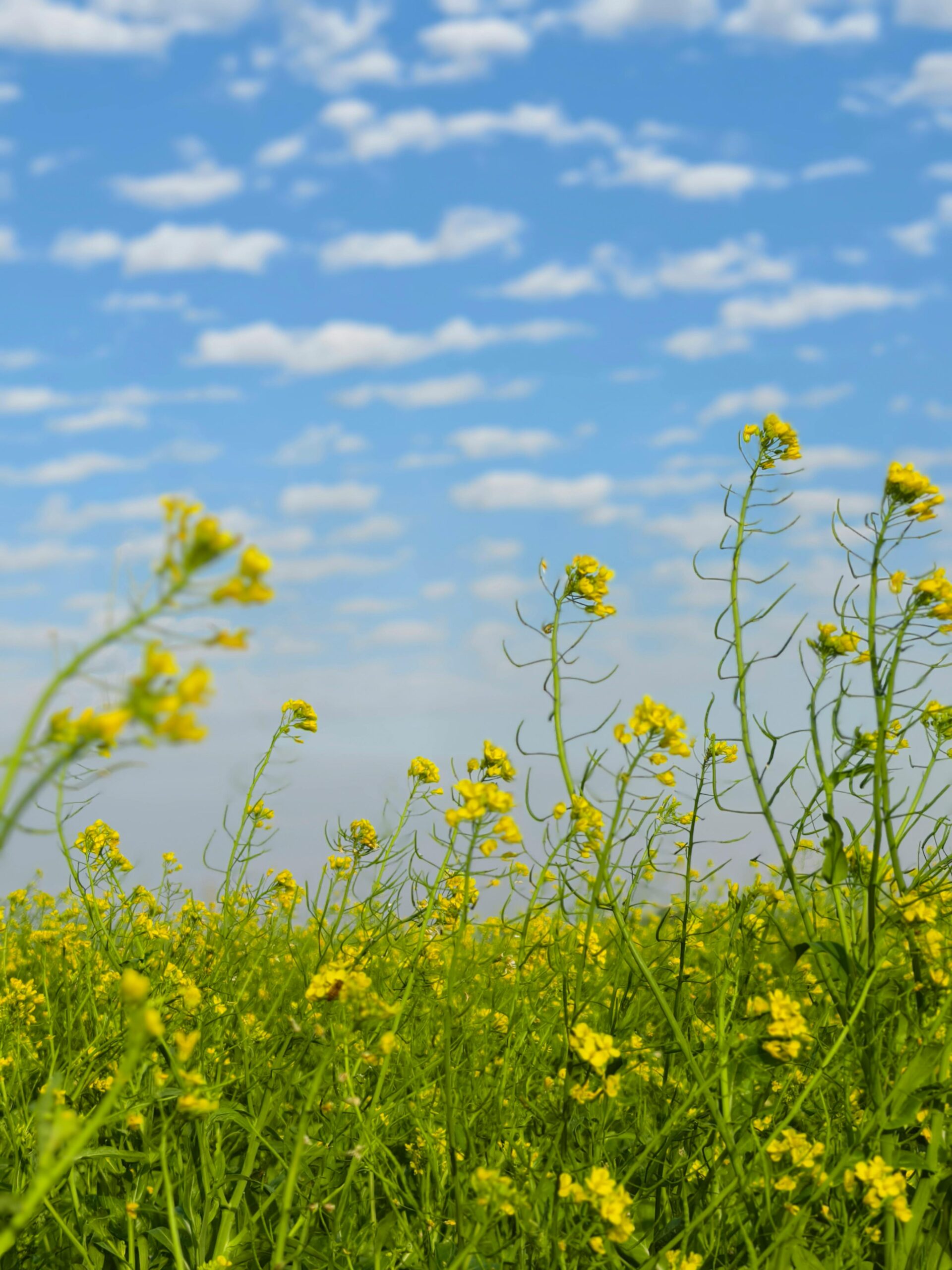 Bright yellow wildflowers blooming under a vivid blue sky with fluffy clouds.