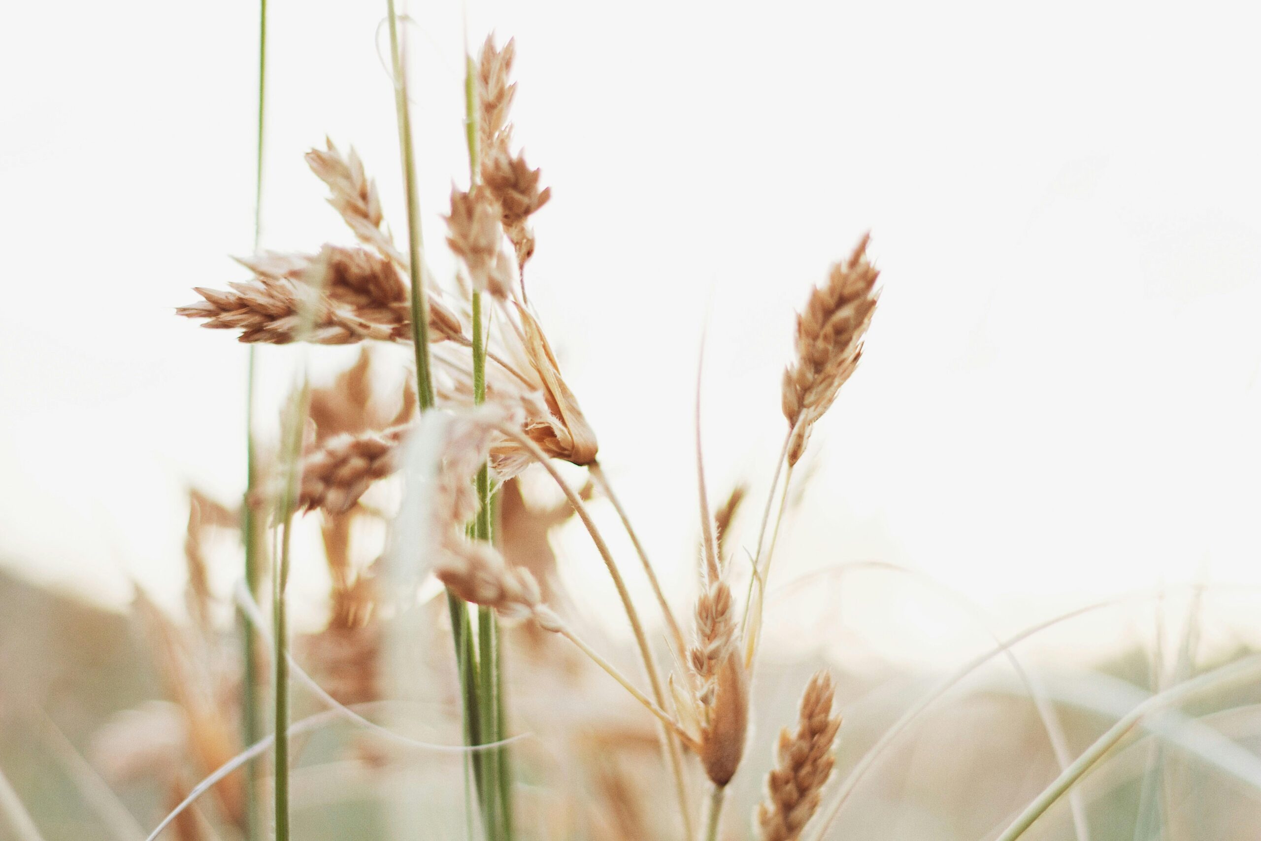 Close-up of golden wheat ears with a blurred natural background, capturing harvest beauty.