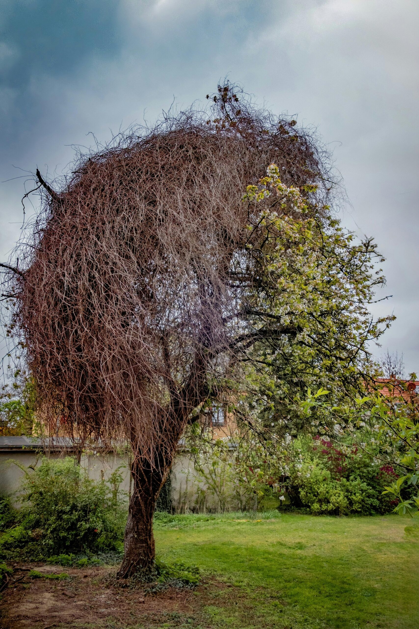 A tree showcasing both withered and lush sides, symbolizing life and death contrasts.