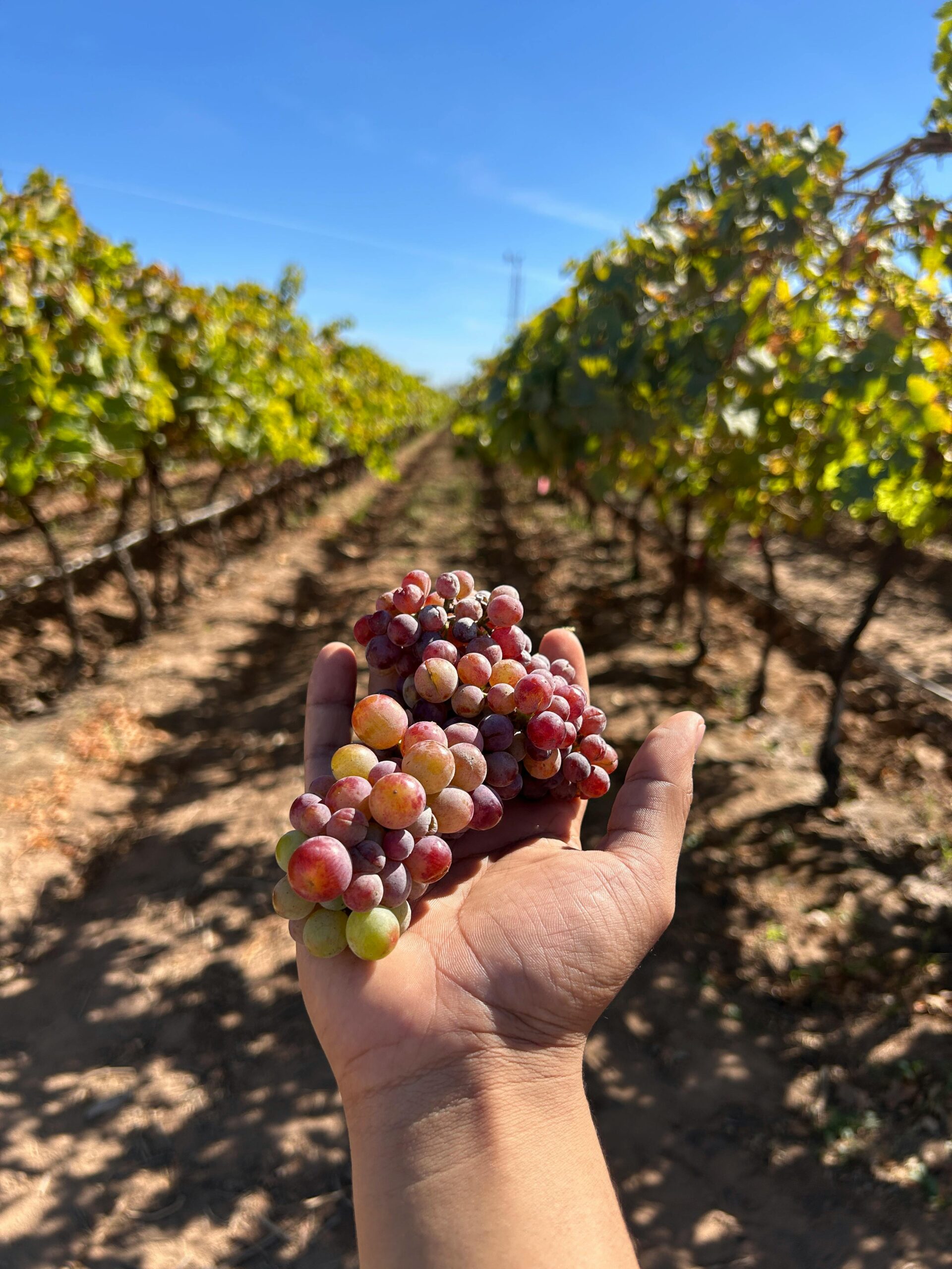 Hand holding grapes in a Mexican vineyard under a bright blue sky.